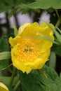 Tibetan tree peony Paeonia lutea var ludlowii golden-yellow flower close-up